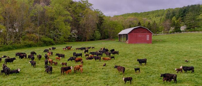 "i thank You God for most this amazing day:for the leaping greenly spirits of trees and a blue true dream of sky;and for everything which is natural which is infinite which is yes" -- e.e.cummings ('Seventy-One Poems' 1950)