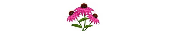 Echinacea purpurea https://kindscher.ku.edu/echinacea-research