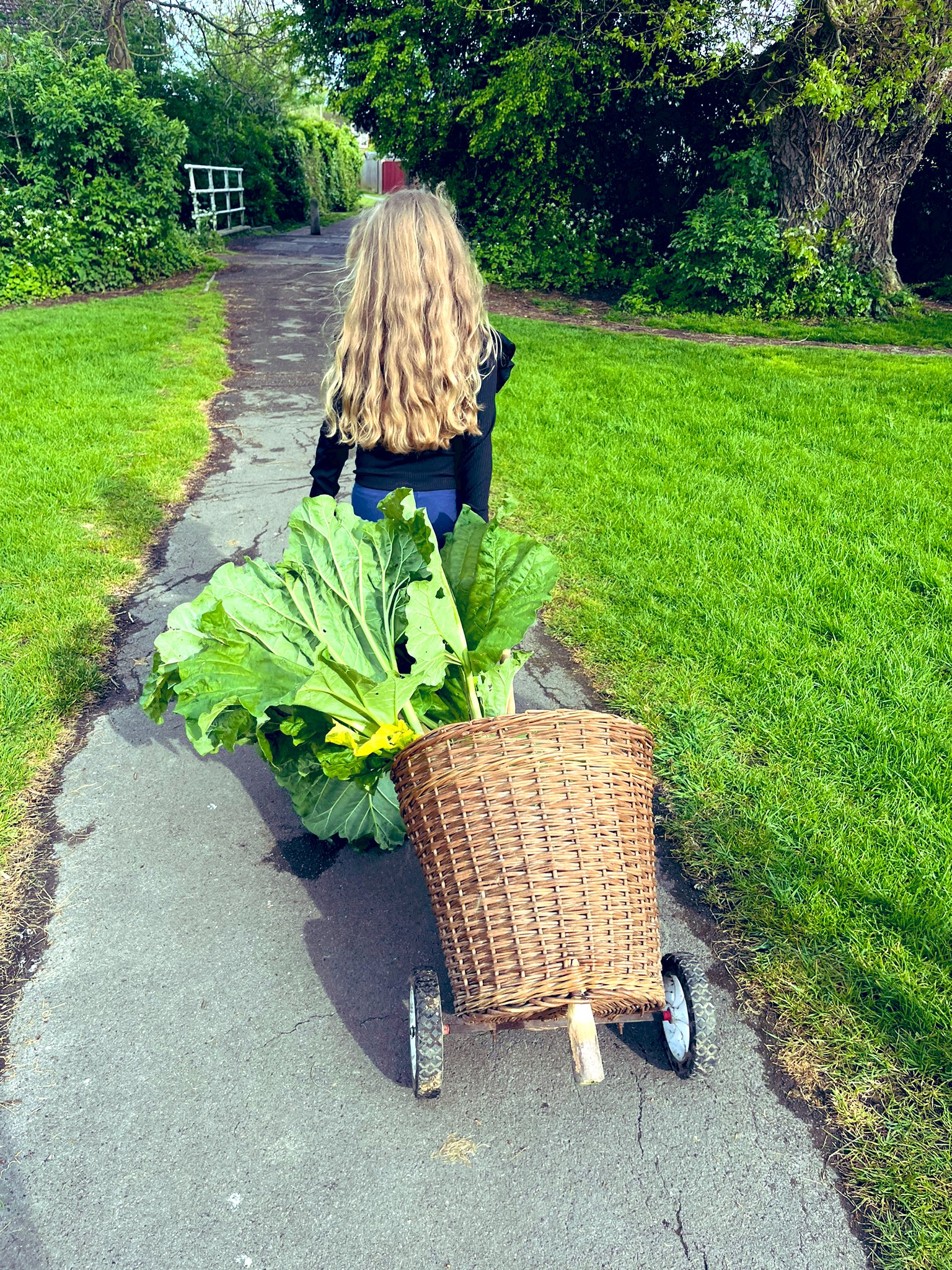 Delivering our rhubarb around the village #Sunday